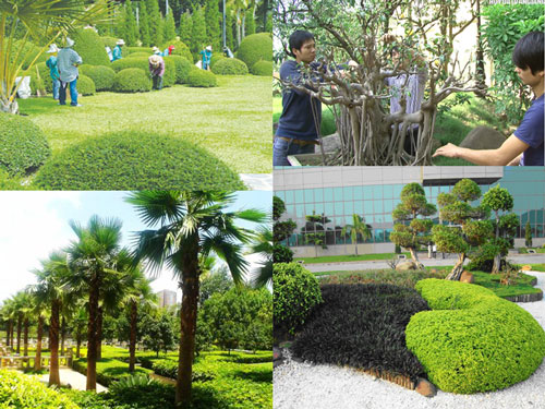 https://hoaquavienfarmstay.com/wp-content/uploads/2018/04/cay-xanh-cong-trinh-8.jpg
