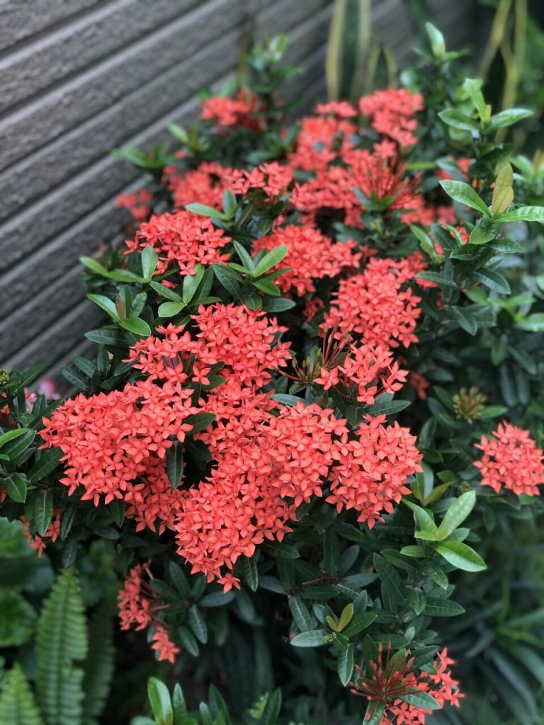 https://hoaquavienfarmstay.com/wp-content/uploads/2018/04/z2723883185474e3ca62cd7f3f6a7fc76cdc831712b259-225x300.jpg