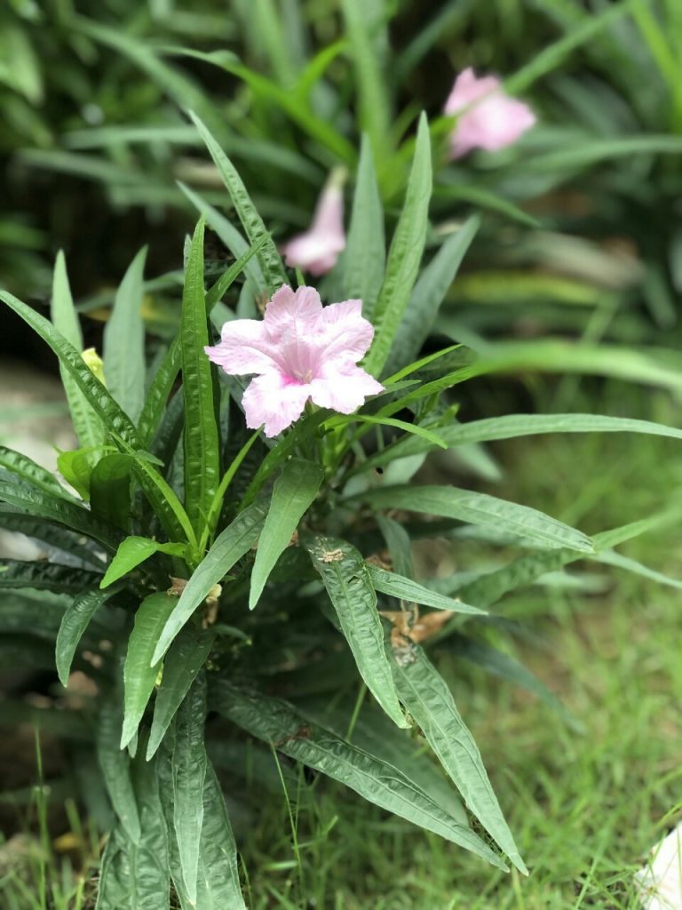 https://hoaquavienfarmstay.com/wp-content/uploads/2018/04/z272388321526848c084c5a32c5b8fca357a64429c8781-225x300.jpg
