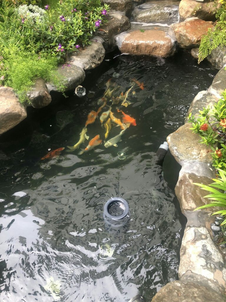 https://hoaquavienfarmstay.com/wp-content/uploads/2018/04/z27238832315673177a73f5d92e2d12a14aa9dcbd00bf0-225x300.jpg