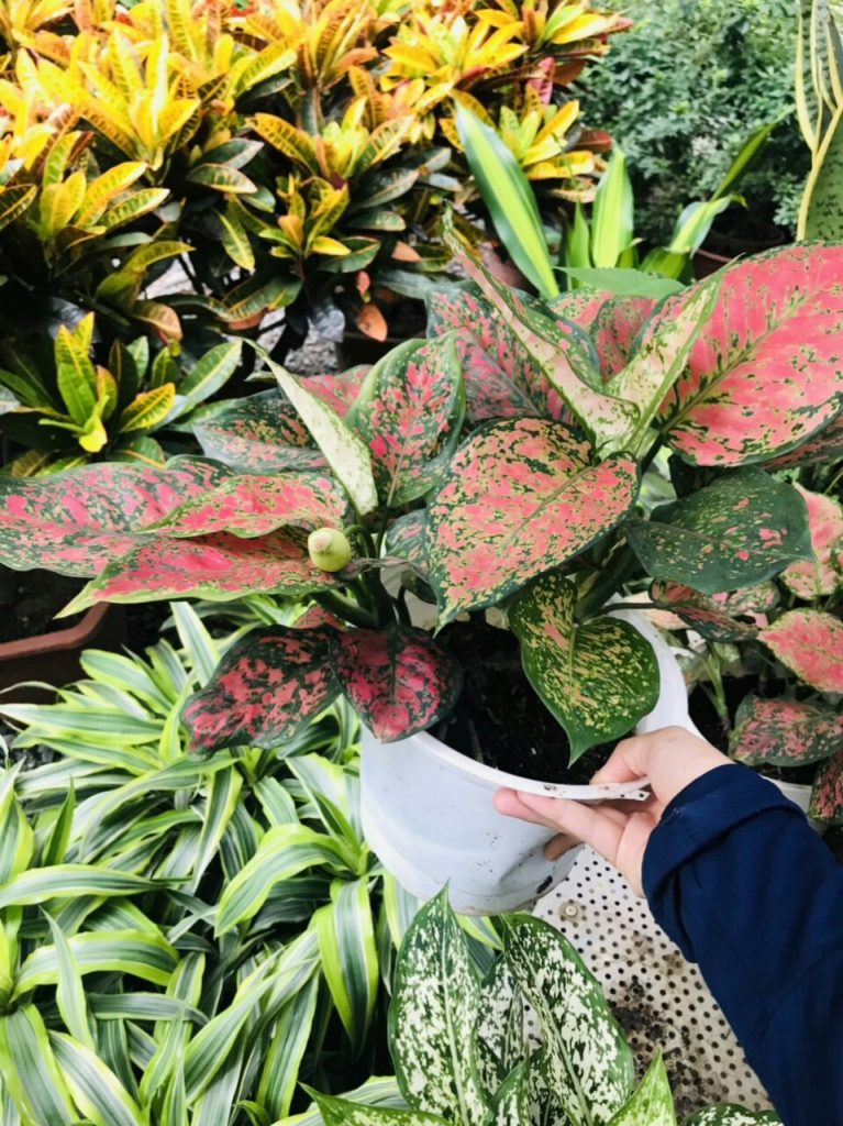 https://hoaquavienfarmstay.com/wp-content/uploads/2018/04/z2723885788405c6cd6f586a265f2dce9daacb9e246faa-225x300.jpg