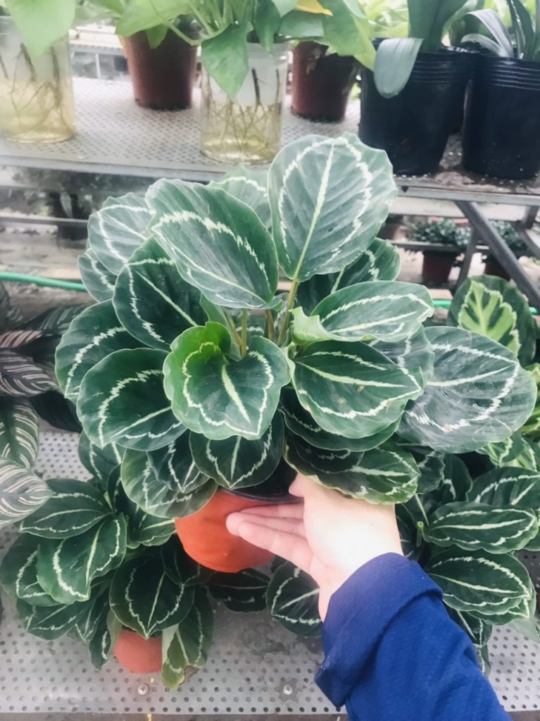 https://hoaquavienfarmstay.com/wp-content/uploads/2018/04/z27238857913311b2312b72c2d107bd690b19ca323e296-225x300.jpg