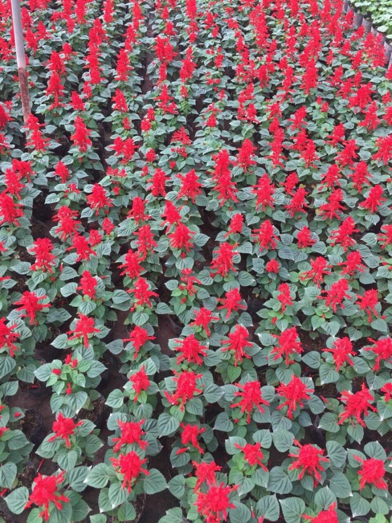 https://hoaquavienfarmstay.com/wp-content/uploads/2018/04/z272388583426396c3ddbb5c40fc1f2940c1c6140045c4-768x1024.jpg
