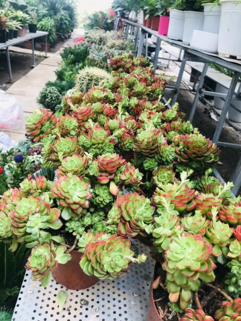 https://hoaquavienfarmstay.com/wp-content/uploads/2021/09/z27238858450522d6b0f2c51ac07c5fbfb8e6aa5848a70-300x400.jpg